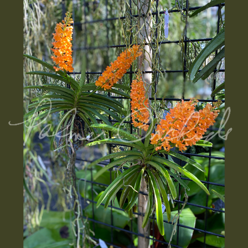 Van. Ladda Gold — Palmer Orchids